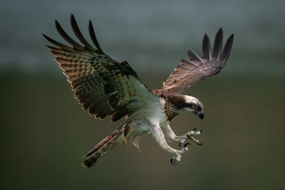 A brown-and-white bird of prey with spread wings is about to grab prey with its extended talons.